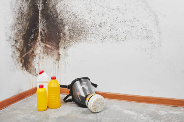 Best Affordable Mold Removal  in Hartshorne, OK