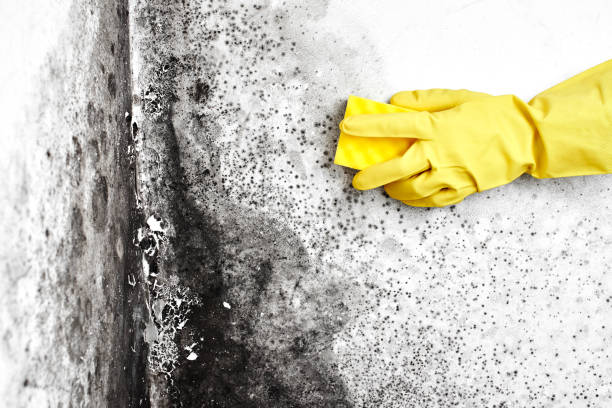 Best Mold Damage Repair  in Hartshorne, OK