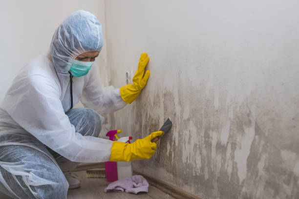 Best Emergency Mold Removal  in Hartshorne, OK