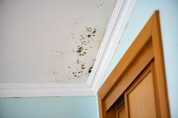 Best Toxic Mold Removal  in Hartshorne, OK