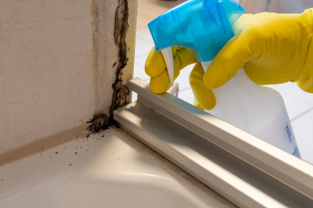 Best Certified Mold Removal  in Hartshorne, OK