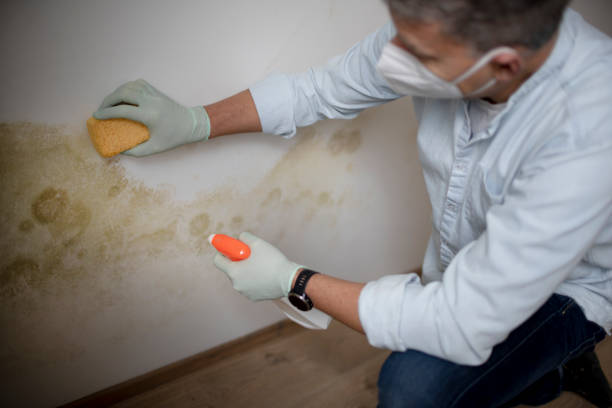 Best Mold Removal Company Near Me  in Hartshorne, OK