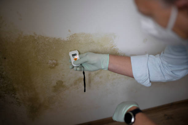 Mold Removal and Inspection in Hartshorne, OK