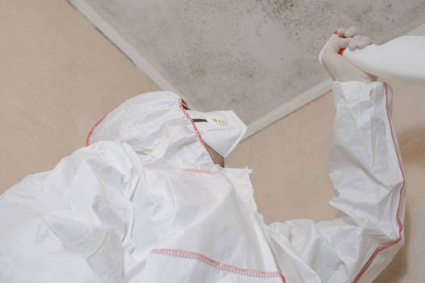 Best Same-Day Mold Removal  in Hartshorne, OK