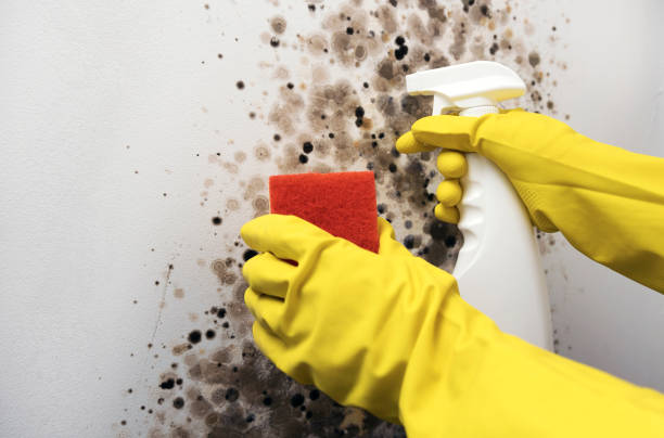 Best Commercial Mold Removal  in Hartshorne, OK