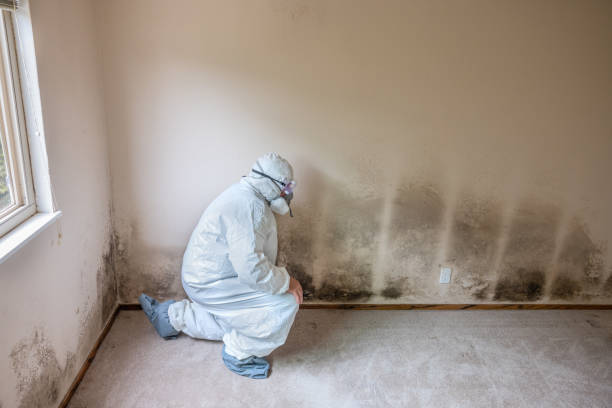 Best Toxic Mold Removal  in Hartshorne, OK