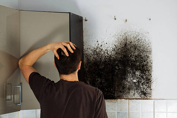 Best Fast Mold Removal  in Hartshorne, OK