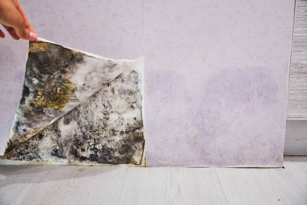 Best Local Mold Removal Service  in Hartshorne, OK